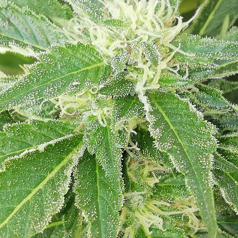 Green Gelato growlog timeline photo