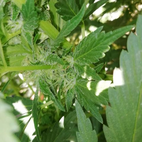Green Gelato growlog timeline photo
