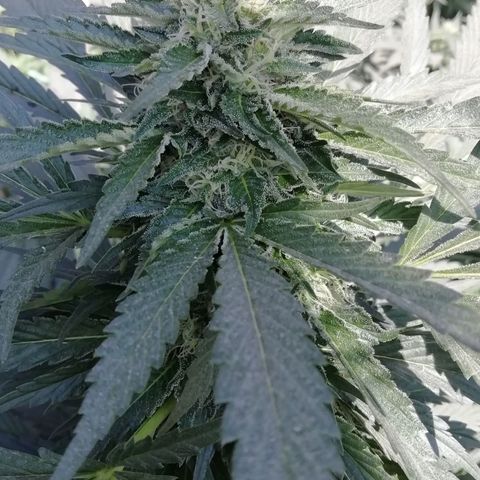 Green Gelato growlog timeline photo