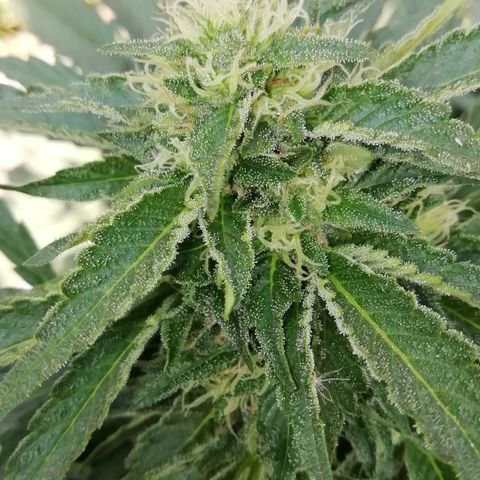 Green Gelato growlog timeline photo