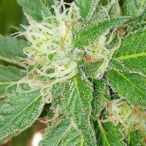 Green Gelato growlog timeline photo