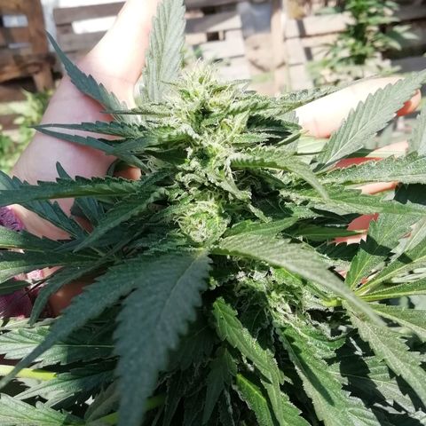 Green Gelato growlog timeline photo