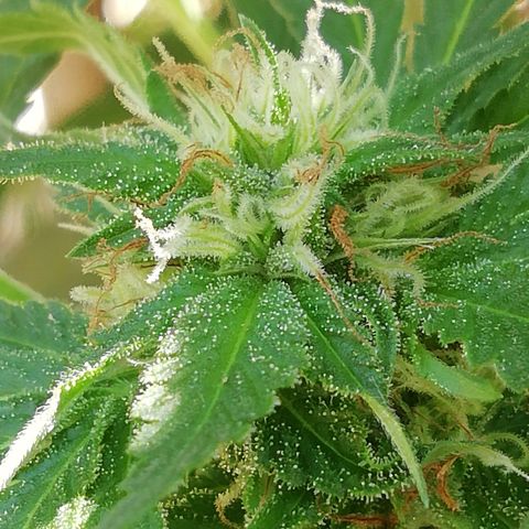 Green Gelato growlog timeline photo