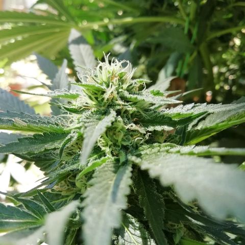 Green Gelato growlog timeline photo