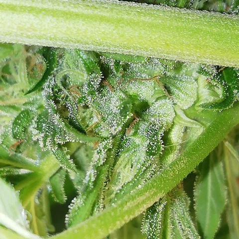 Green Gelato growlog timeline photo