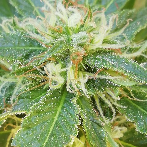 Green Gelato growlog timeline photo