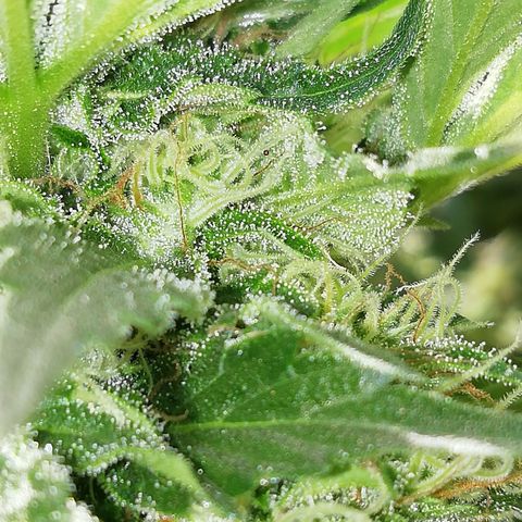 Green Gelato growlog timeline photo