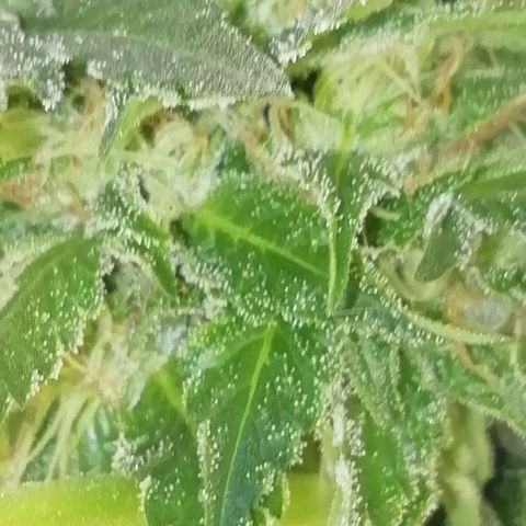 Green Gelato growlog timeline photo