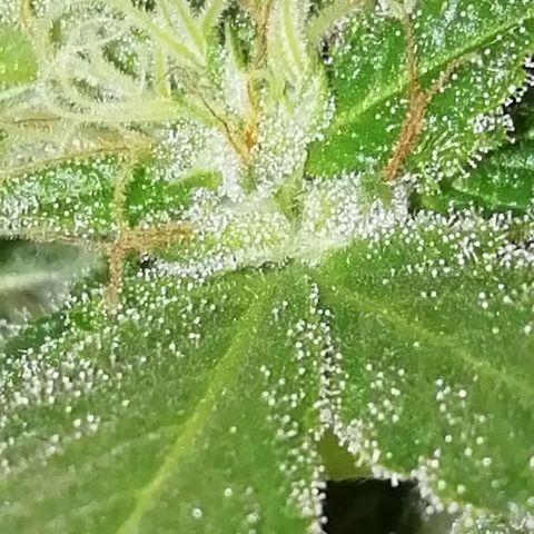 Green Gelato growlog timeline photo