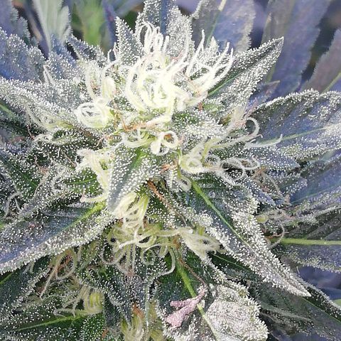 Green Gelato growlog timeline photo