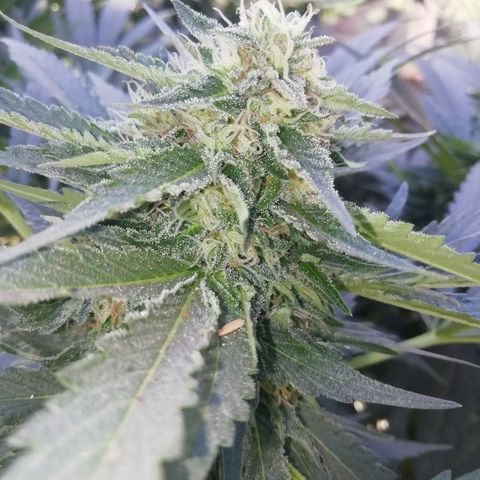 Green Gelato growlog timeline photo