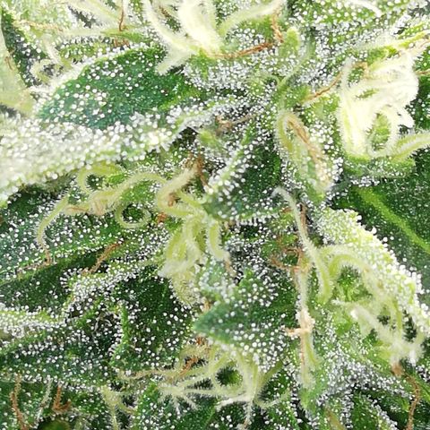 Green Gelato growlog timeline photo