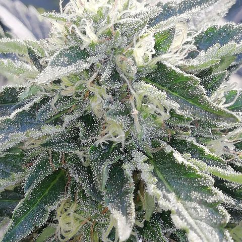 Green Gelato growlog timeline photo