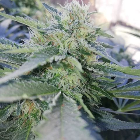Green Gelato growlog timeline photo