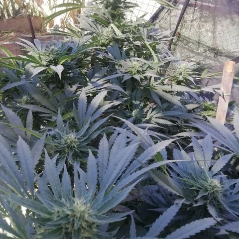 Green Gelato growlog timeline photo