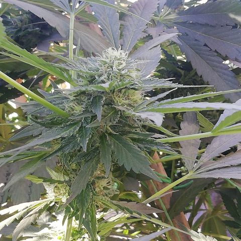 Green Gelato growlog timeline photo