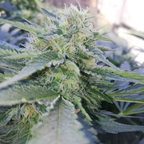 Green Gelato growlog timeline photo