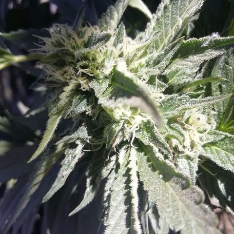 Green Gelato growlog timeline photo