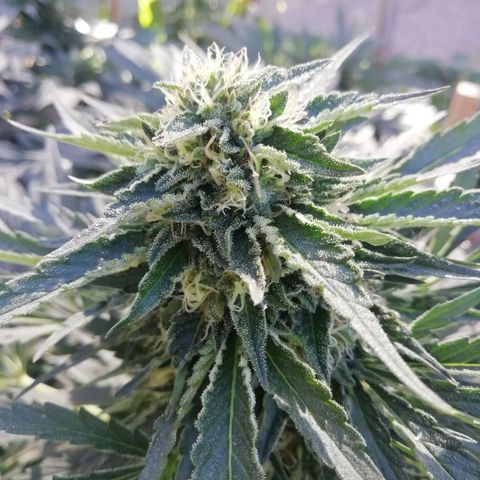 Green Gelato growlog timeline photo