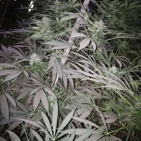 Green Gelato growlog timeline photo