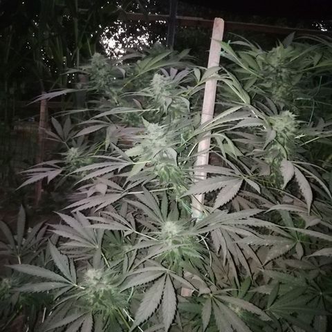 Green Gelato growlog timeline photo