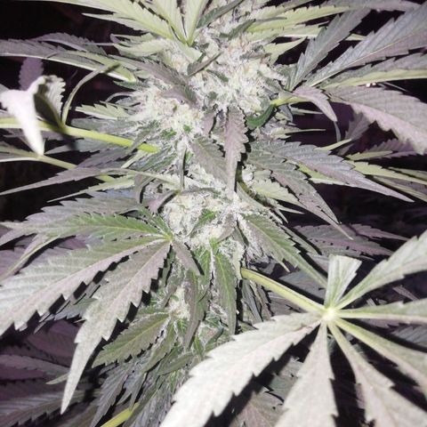 Green Gelato growlog timeline photo