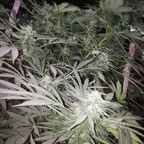 Green Gelato growlog timeline photo