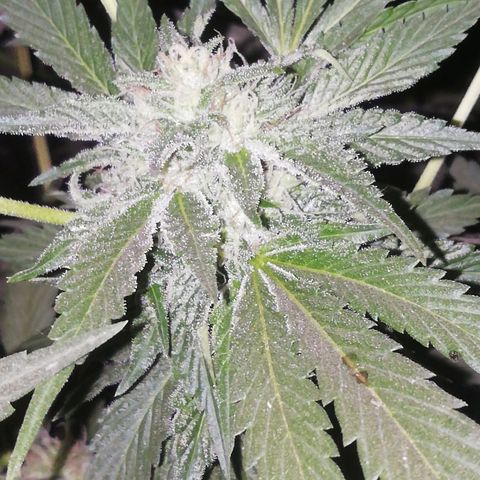 Green Gelato growlog timeline photo