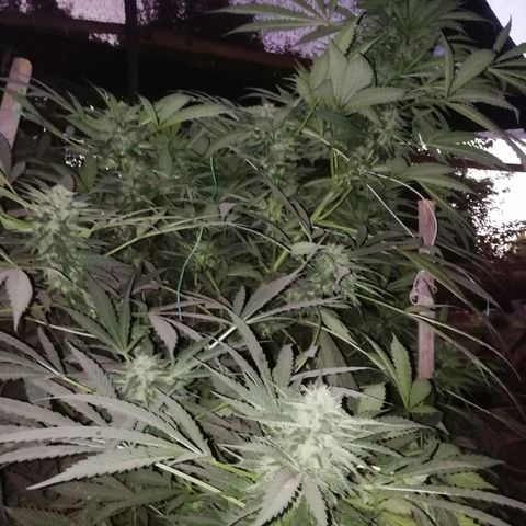 Green Gelato growlog timeline photo