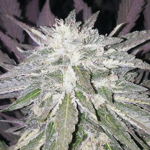 Green Gelato growlog timeline photo