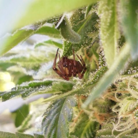 Green Gelato growlog timeline photo