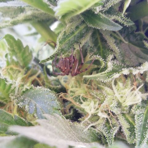Green Gelato growlog timeline photo