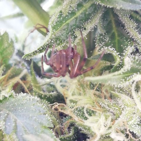 Green Gelato growlog timeline photo