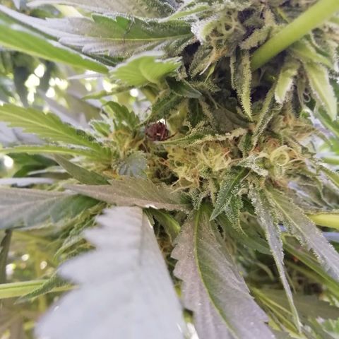 Green Gelato growlog timeline photo
