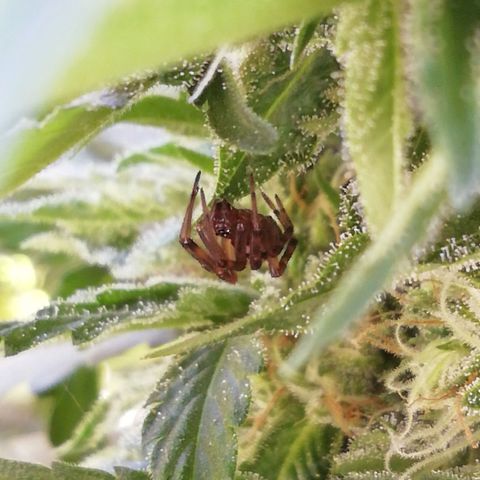 Green Gelato growlog timeline photo