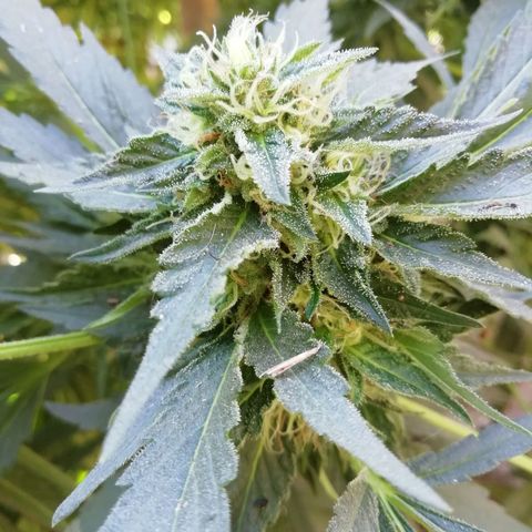 Green Gelato growlog timeline photo