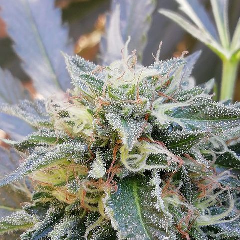 Green Gelato growlog timeline photo