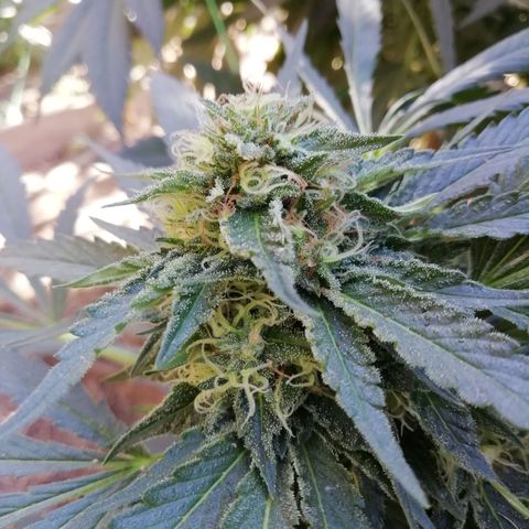 Green Gelato growlog timeline photo