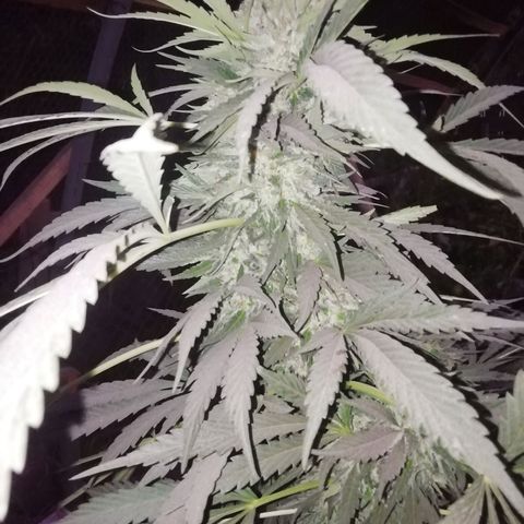 Green Gelato growlog timeline photo