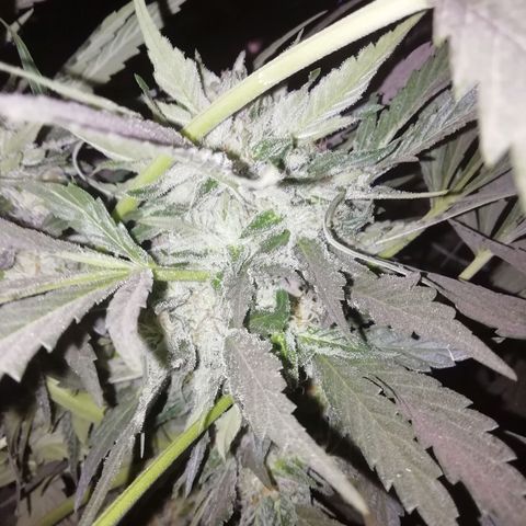 Green Gelato growlog timeline photo