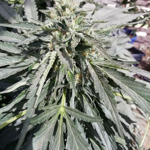 Green Gelato growlog timeline photo