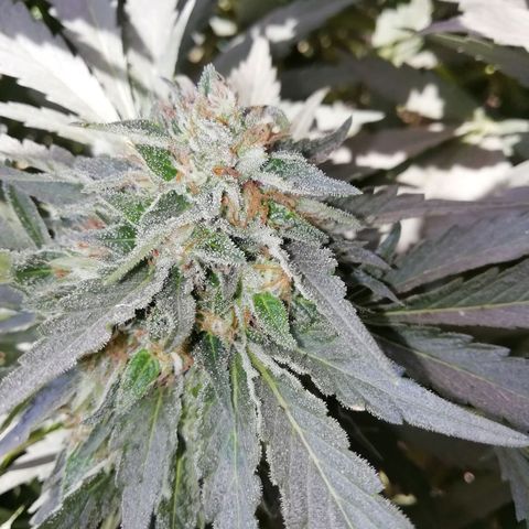 Green Gelato growlog timeline photo