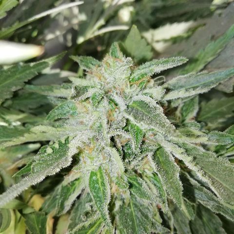 Green Gelato growlog timeline photo