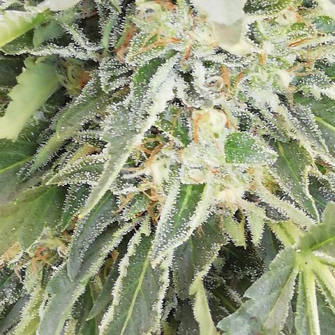 Green Gelato growlog timeline photo