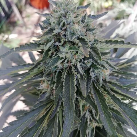 Green Gelato growlog timeline photo