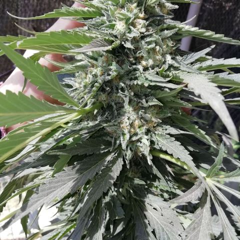 Green Gelato growlog timeline photo
