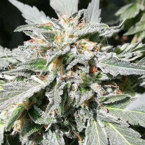 Green Gelato growlog timeline photo