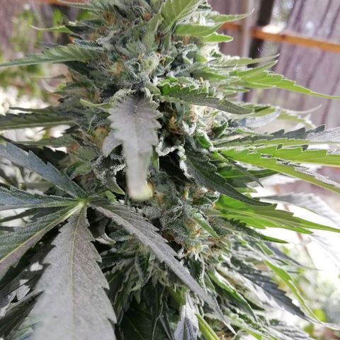 Green Gelato growlog timeline photo