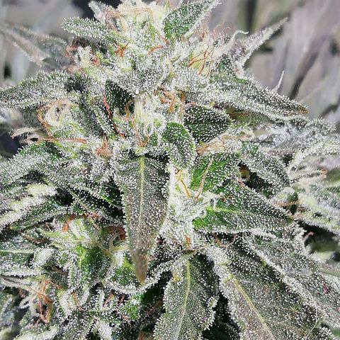 Green Gelato growlog timeline photo