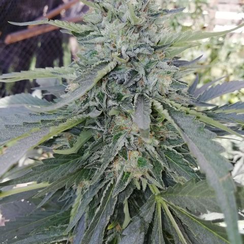 Green Gelato growlog timeline photo